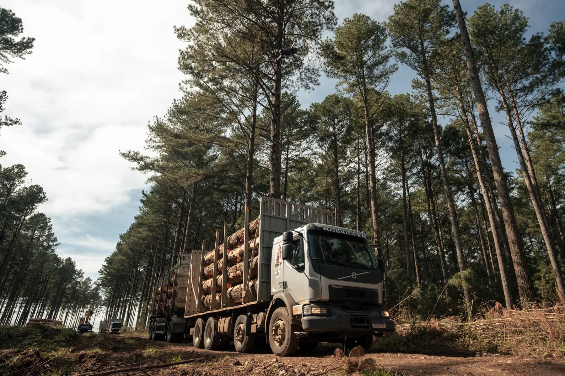 Un camion della Madeireira Rodrigues carico di tronchi di pino su una strada sterrata, tra file di pini adulti