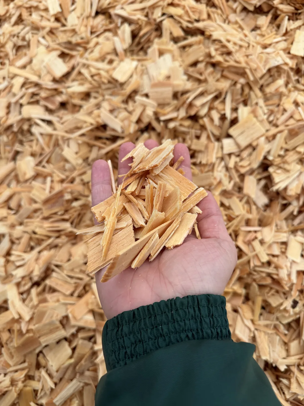 A hand holding a fistful of pine wood chips above the bulk pile