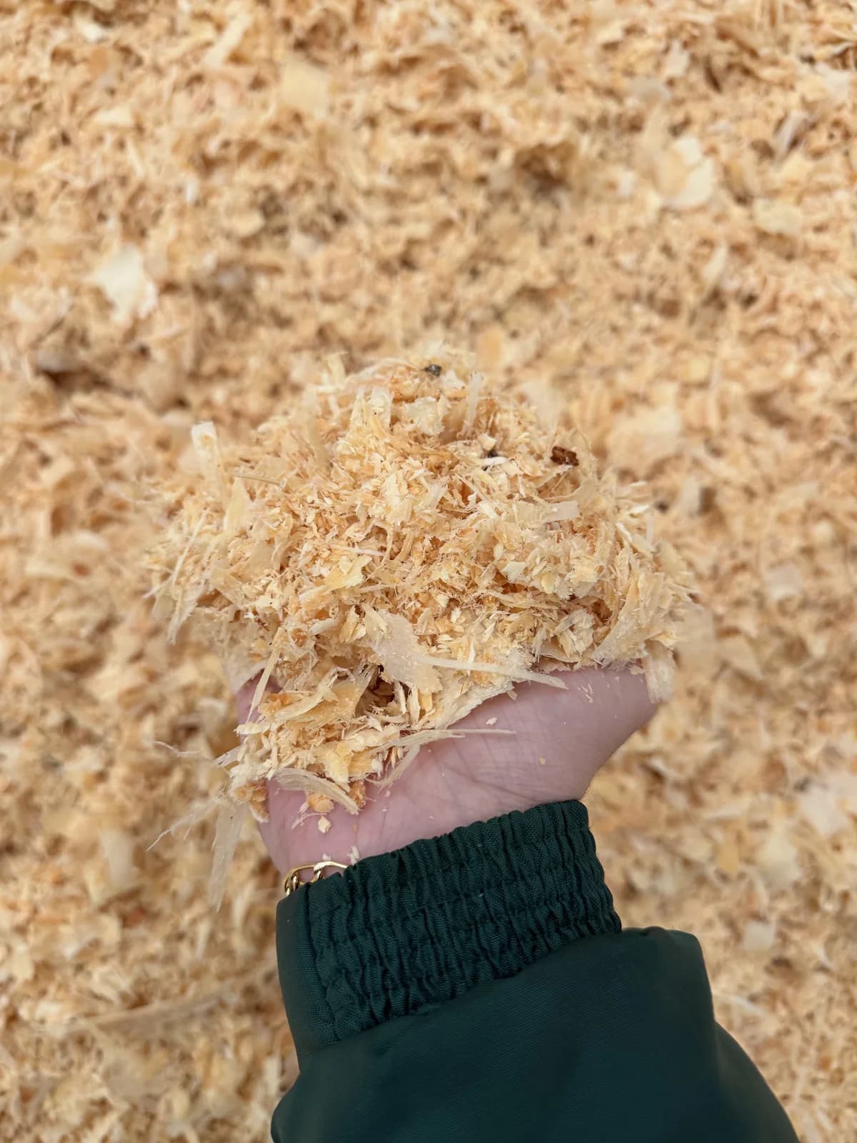 A hand holding a fistful of pine wood shavings above the bulk pile