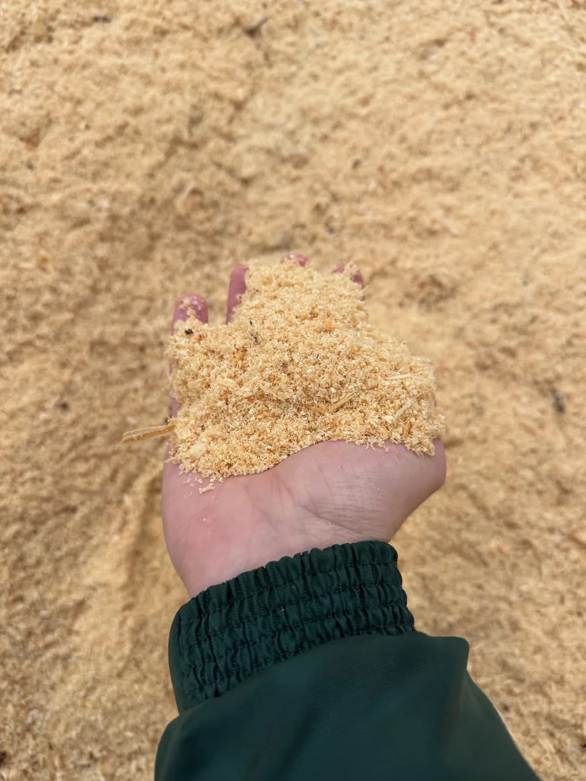 A hand holding a fistful of fine pine sawdust above the bulk pile